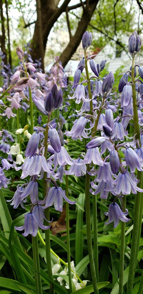 woody hyacinth|english wood hyacinths.